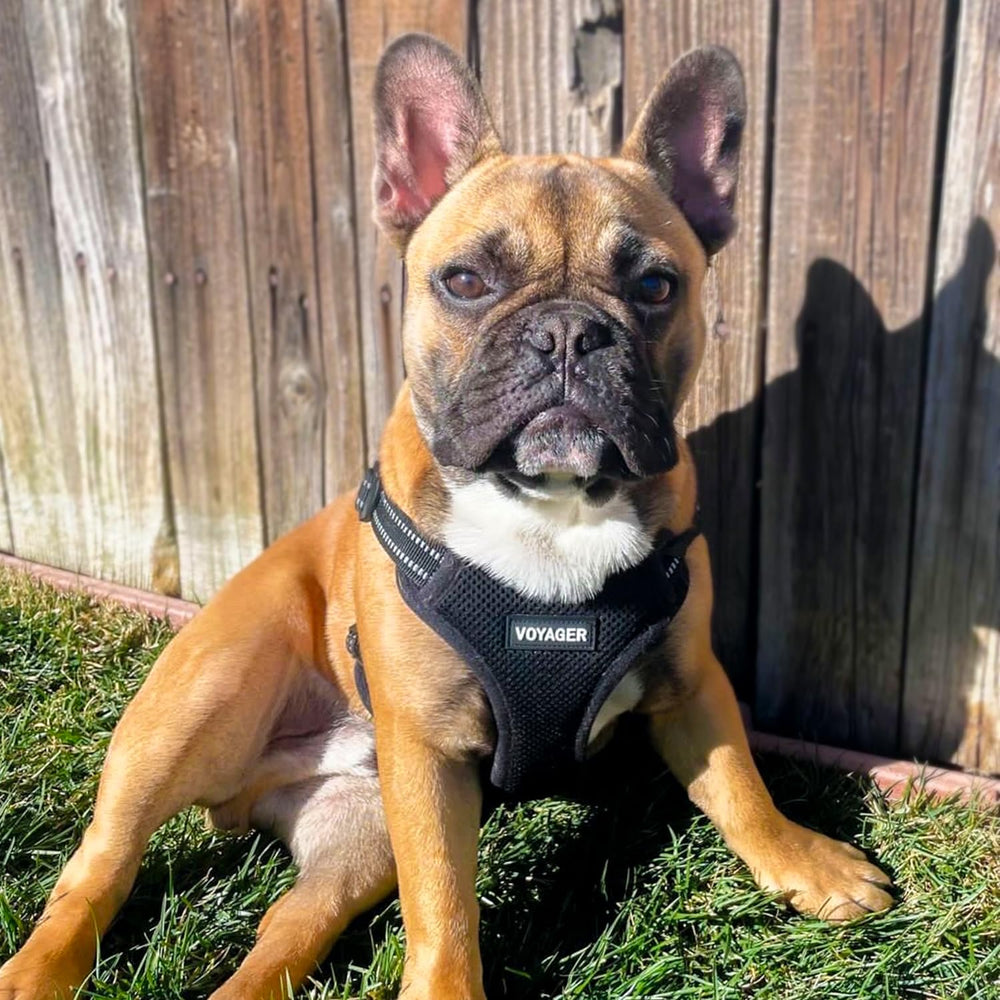 Best Pet Supplies dog harness shown on a dog during a walk.