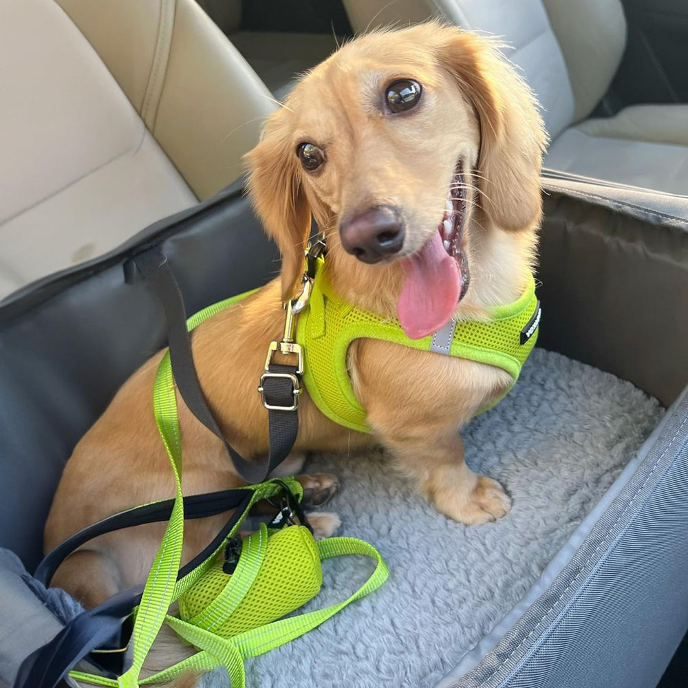 Best Pet Supplies harness double D-rings shown in detail.