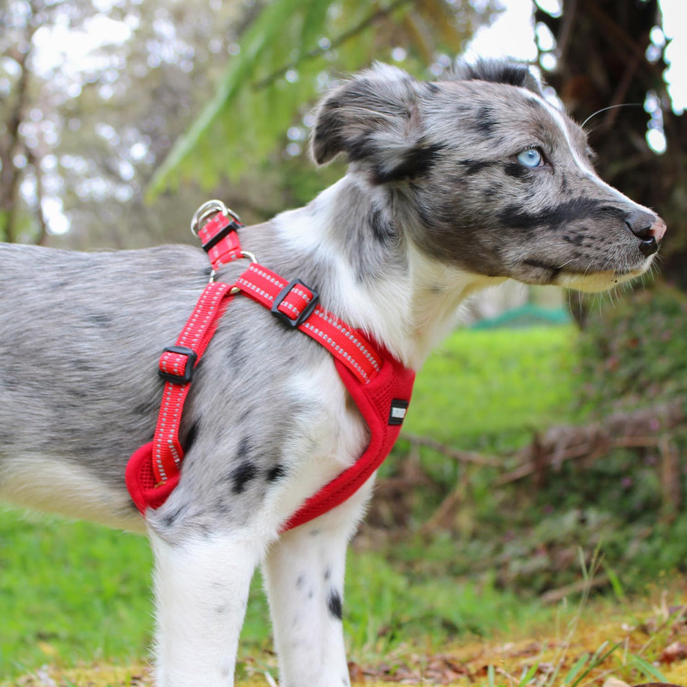 Best Pet Supplies Voyager harness shown from a side angle.