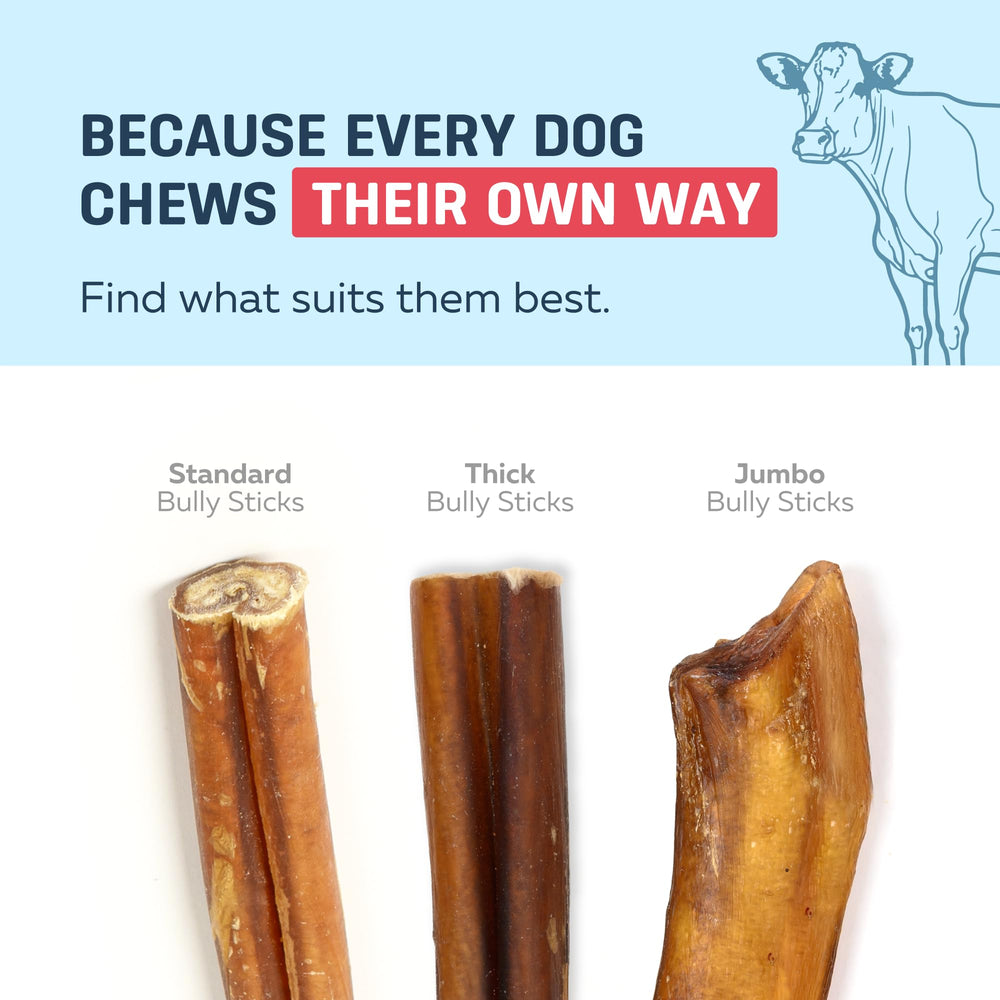 A dog chewing a Big Lu bully stick.