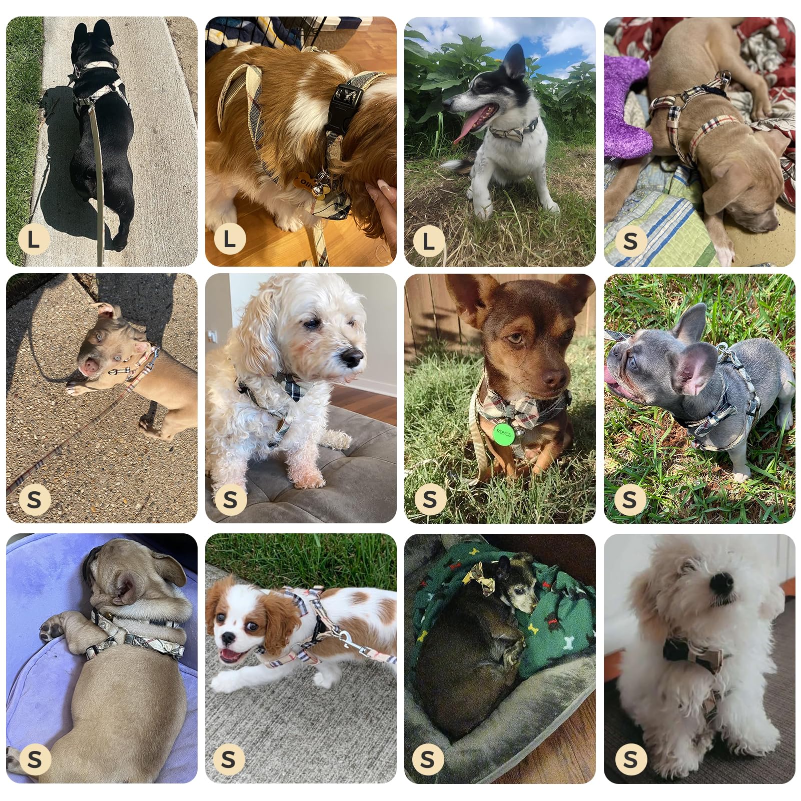 BINGPET dog harness showing the step-in vest design.