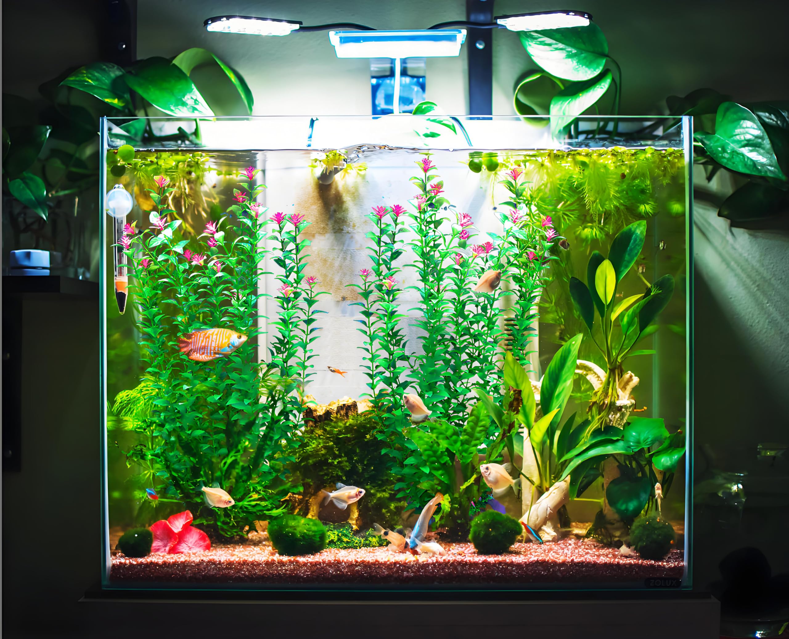 BOLYEE aquarium plants showing the trunk section attached to the base.