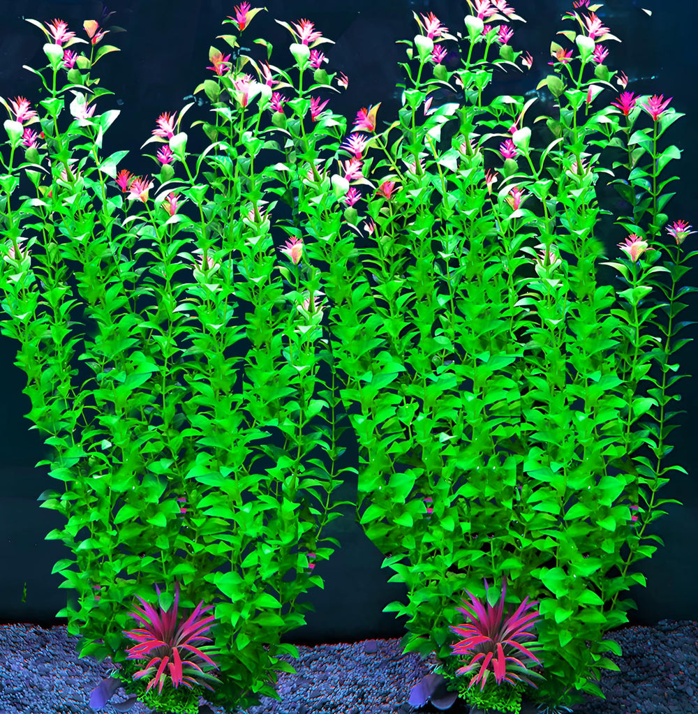 BOLYEE aquarium plants shown from the front with tall foliage and flower details.
