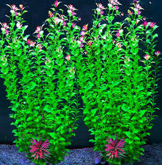 BOLYEE aquarium plants shown from the front with tall foliage and flower details.