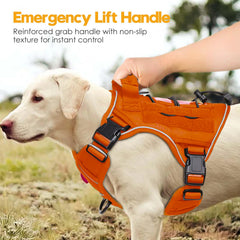 Bruvoalon tactical dog harness worn by a dog during an outdoor walk.