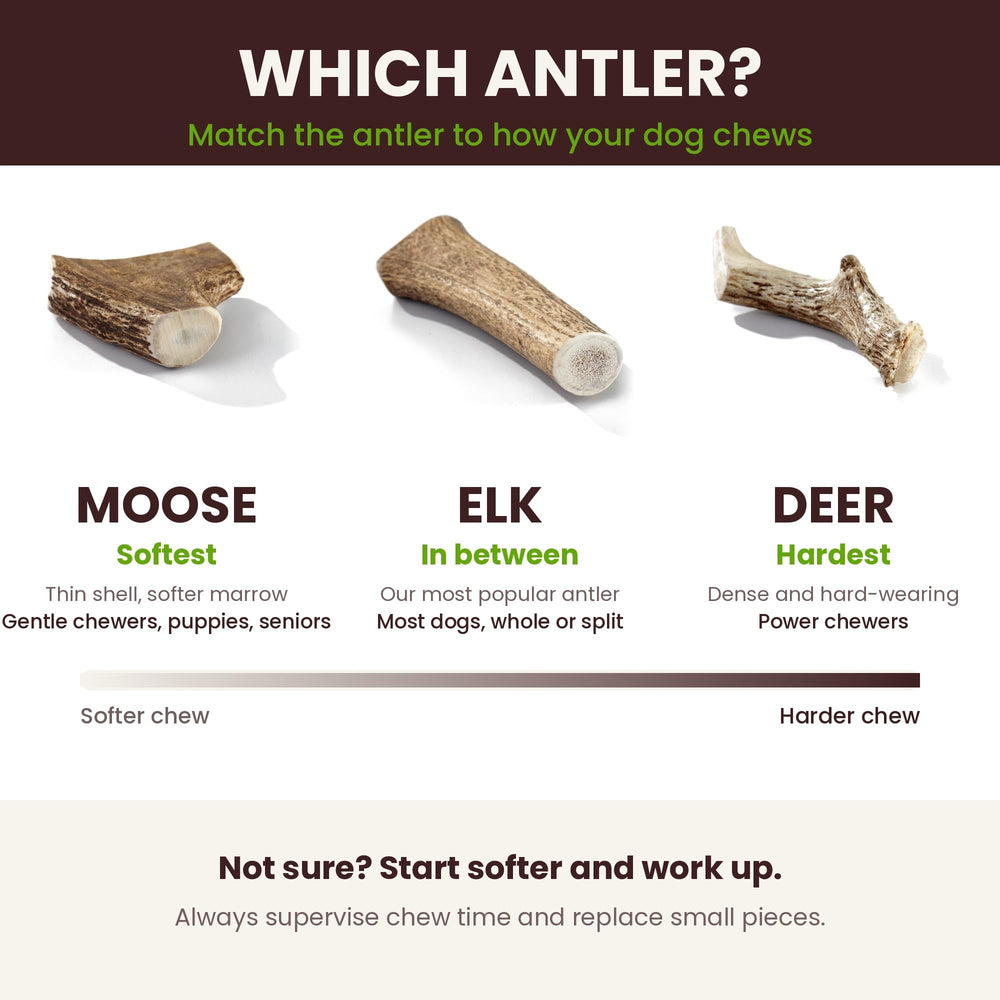 Buck Bone Organics elk antler chews shown with their package.