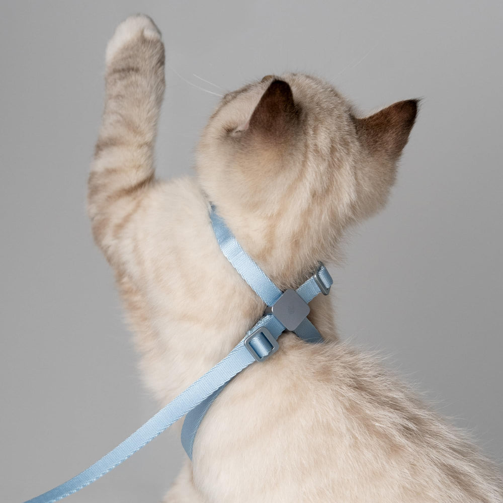 BuddyArmor cat harness showing its adjustable fit.
