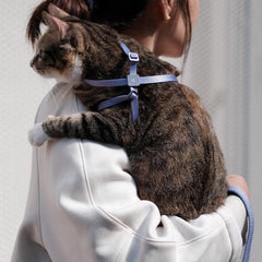 BuddyArmor cat harness close-up showing its buckle hardware.