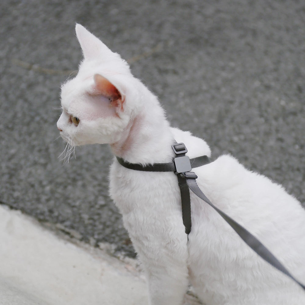 BuddyArmor cat harness showing the oval ring version.