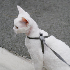 BuddyArmor cat harness showing the oval ring version.