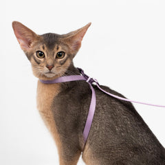BuddyArmor cat harness shown fitted on a cat.