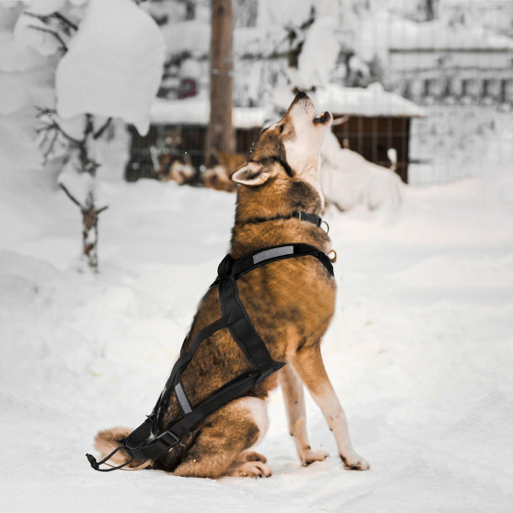 BuleVina Dog Pulling Harness shown fitted on a dog.