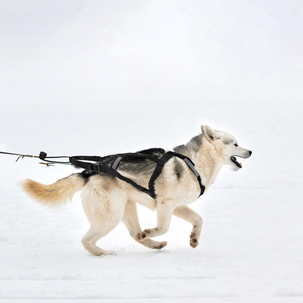 BuleVina Dog Pulling Harness shown from a side angle.