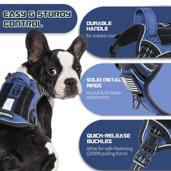 BUMBIN dog harness shown worn by a dog during a walk.