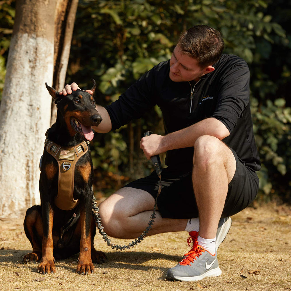 BUMBIN tactical dog harness worn by a dog during a walk.