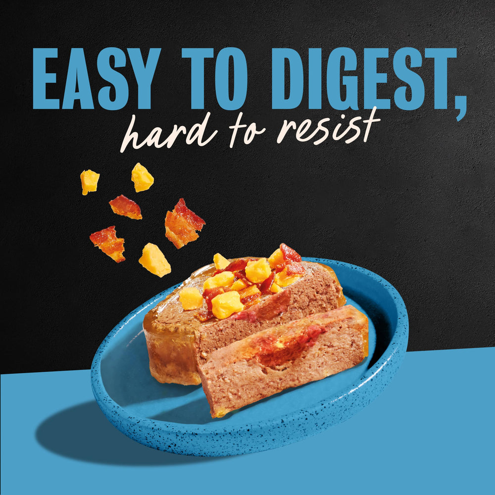 Cesar wet dog food shown ready to serve.