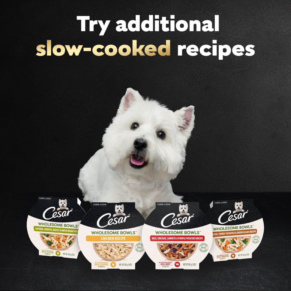 Cesar Wholesome Bowls wet dog food single-serve bowl portion.