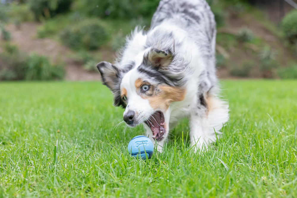 Chuckit! Sniff Fetch Balls shown during a game of fetch.