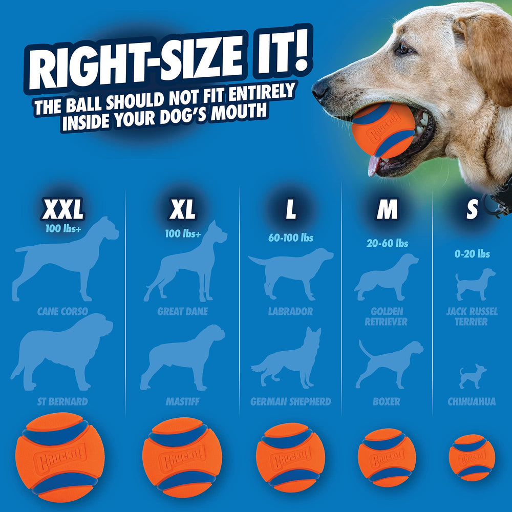 Chuckit! Ultra Ball visible against grass during outdoor fetch.