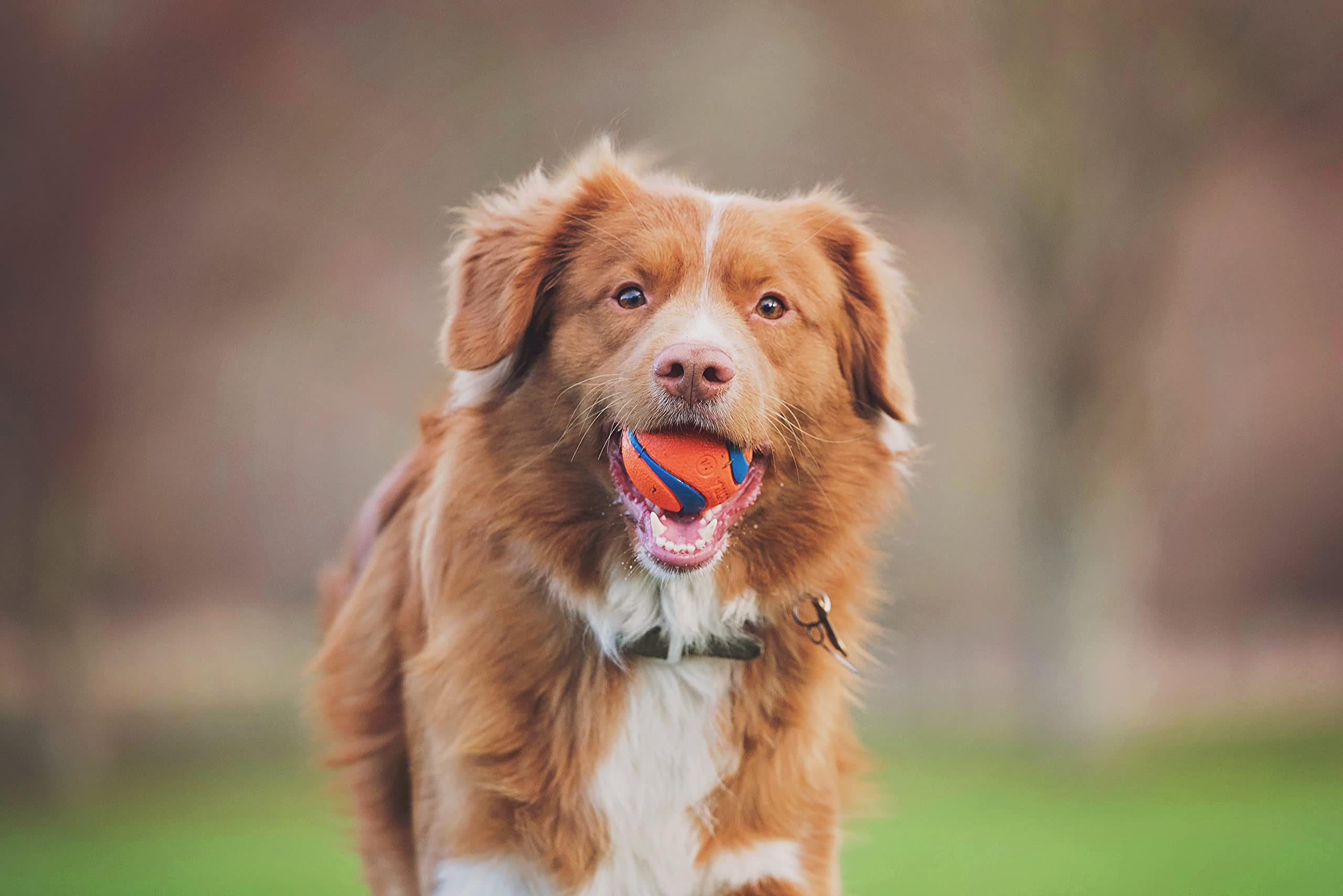 Chuckit! Ultra Rubber Dog Balls shown together in the eight-ball pack.