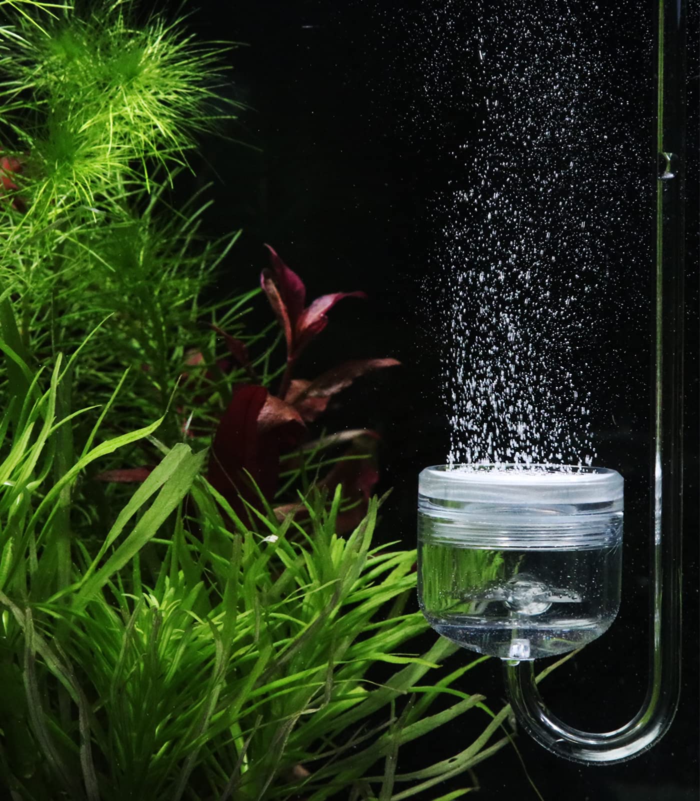 Clscea acrylic CO2 diffuser highlighting its transparent body.