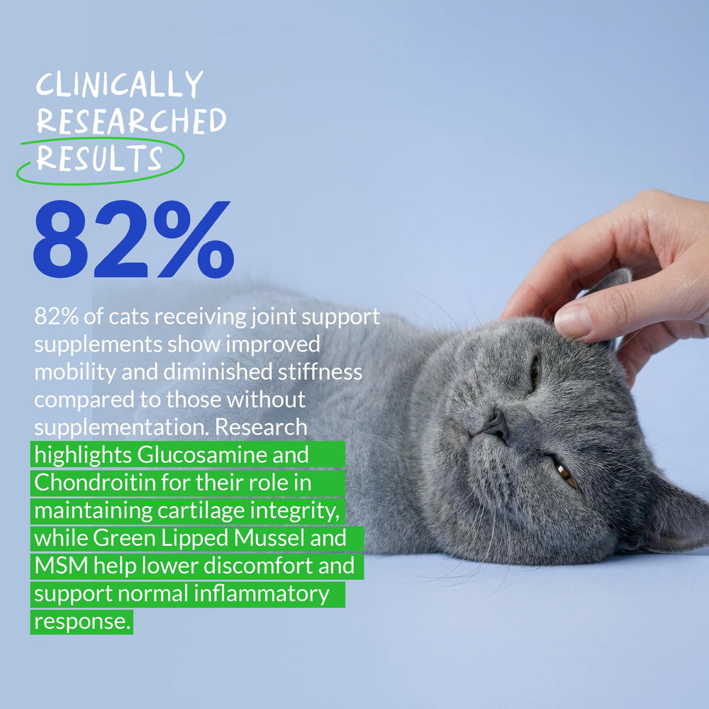 Coco and Luna Hip & Joint Powder for Cats featured in a cat mobility scene.