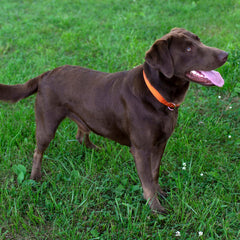 Country Brook Design martingale dog collar with nickel-plated steel hardware in close-up.