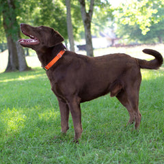 Country Brook Design martingale dog collar showing its ribbed nylon webbing.