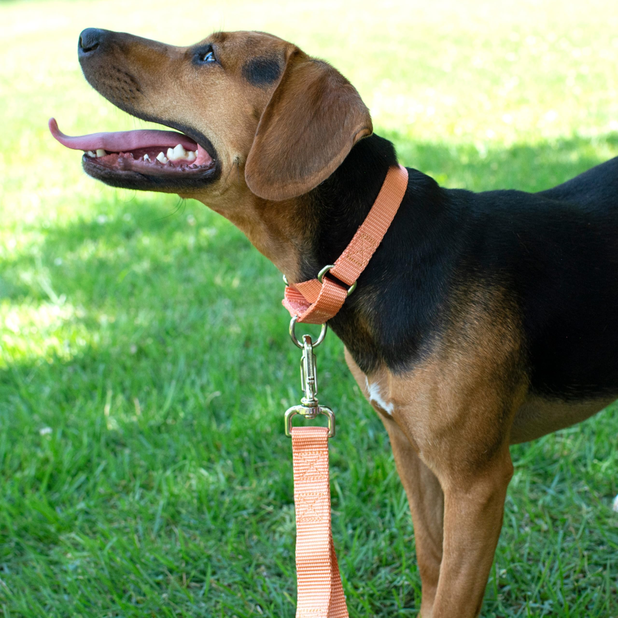Country Brook Design martingale dog collar close-up showing its ribbed nylon webbing.
