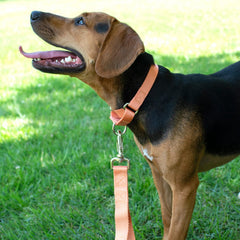 Country Brook Design martingale dog collar close-up showing its ribbed nylon webbing.