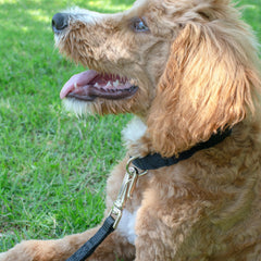 Country Brook Design Martingale Dog Collar in black.
