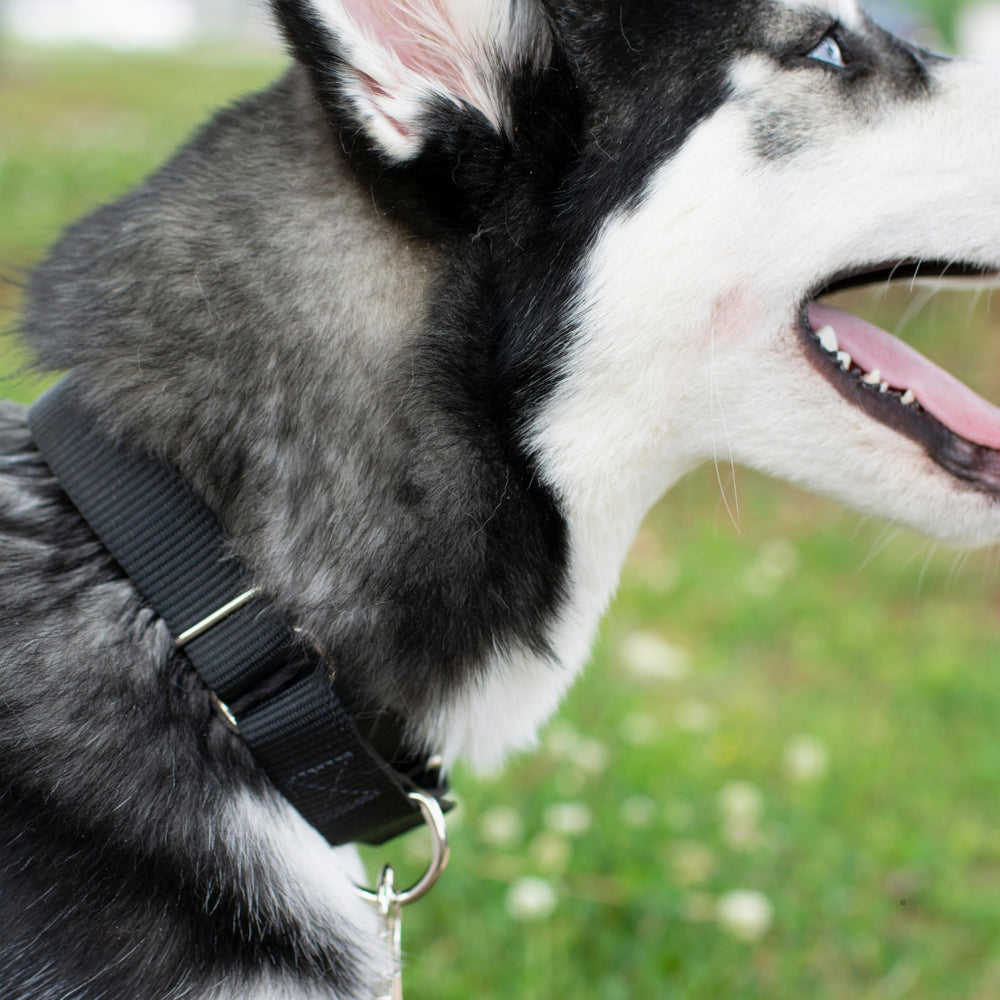 Country Brook Petz Martingale Dog Collar opened into a slip-on loop.