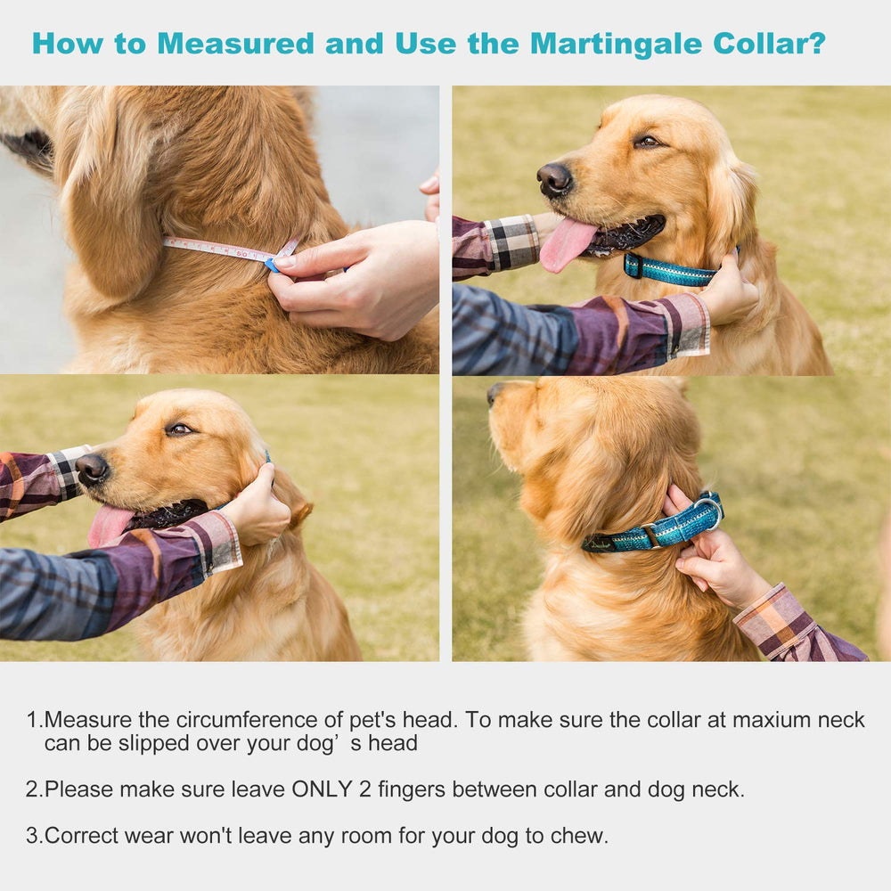 Dazzber martingale dog collar showing the buckle-free tightening loop.