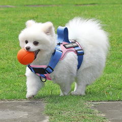 Demigreat Service Dog Harness shown fitted on a dog for an outing.