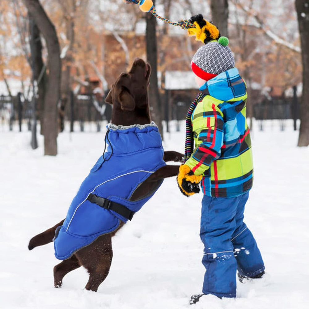 DENTRUN dog winter coat shown being worn by a dog.