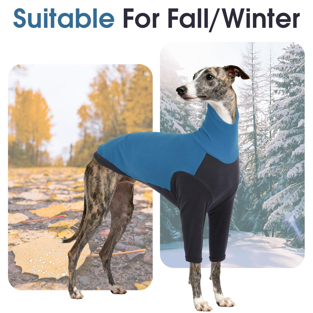 DENTRUN Greyhound Sweatshirt worn by a sighthound for a cool-weather outing.