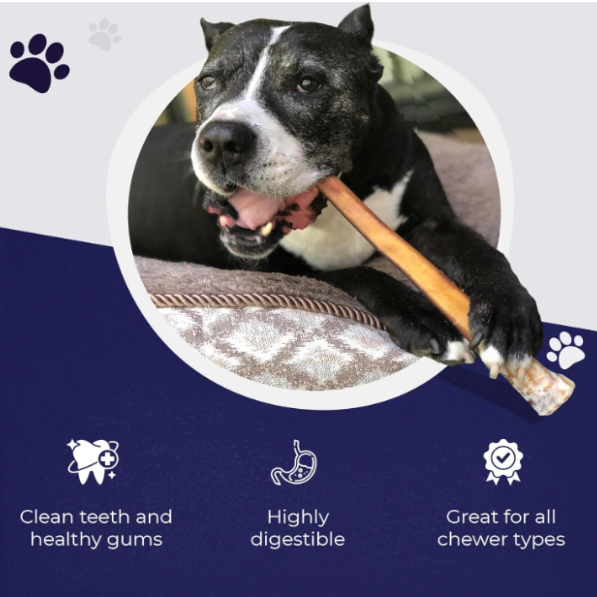 A dog enjoying a Devil Dog Pet Co bully stick indoors.