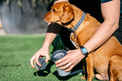 Dexas MudBuster dog paw cleaner shown with its water, insert, twist, and dry steps.