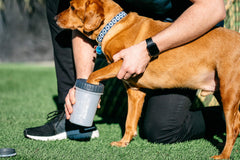 Dexas MudBuster dog paw cleaner size guide showing the Large paw fit range.