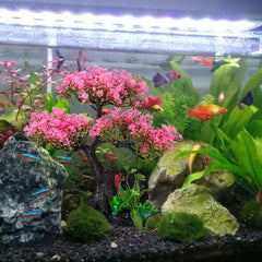 Didiseaon aquarium decor set viewed from above.