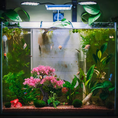 Didiseaon aquarium decor displayed inside an aquarium.