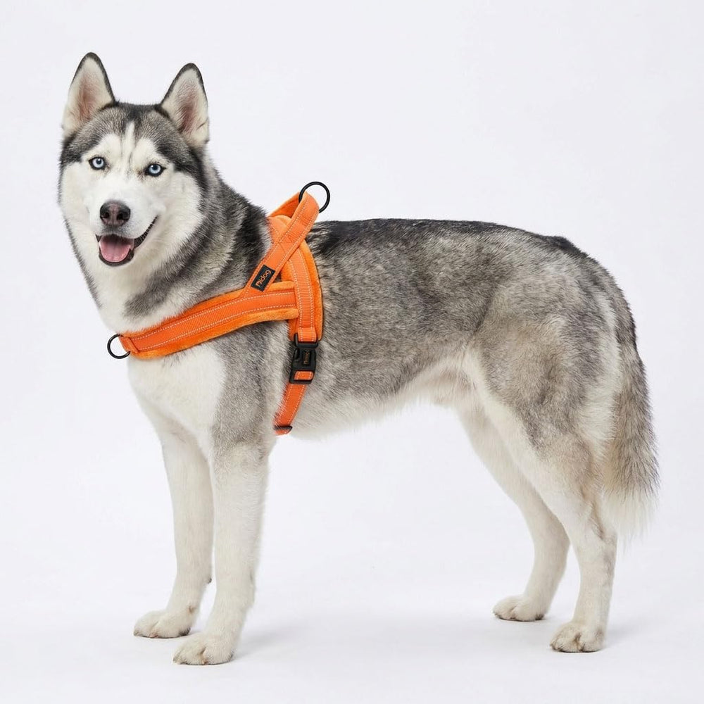 Didog dog harness close-up of its nylon straps.