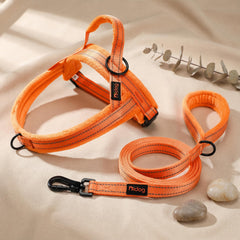 Didog dog harness shown on a dog during a walk.