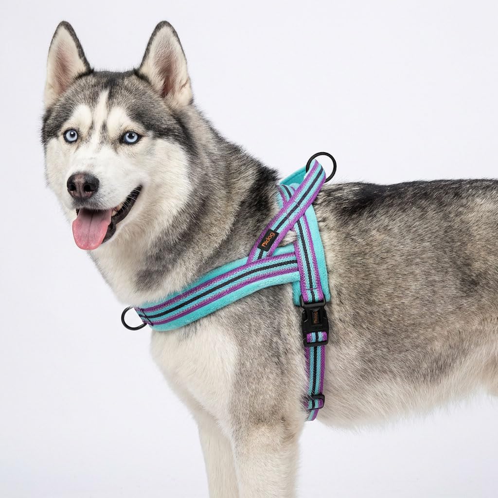 Didog No Pull Dog Harness worn by a dog during a walk.