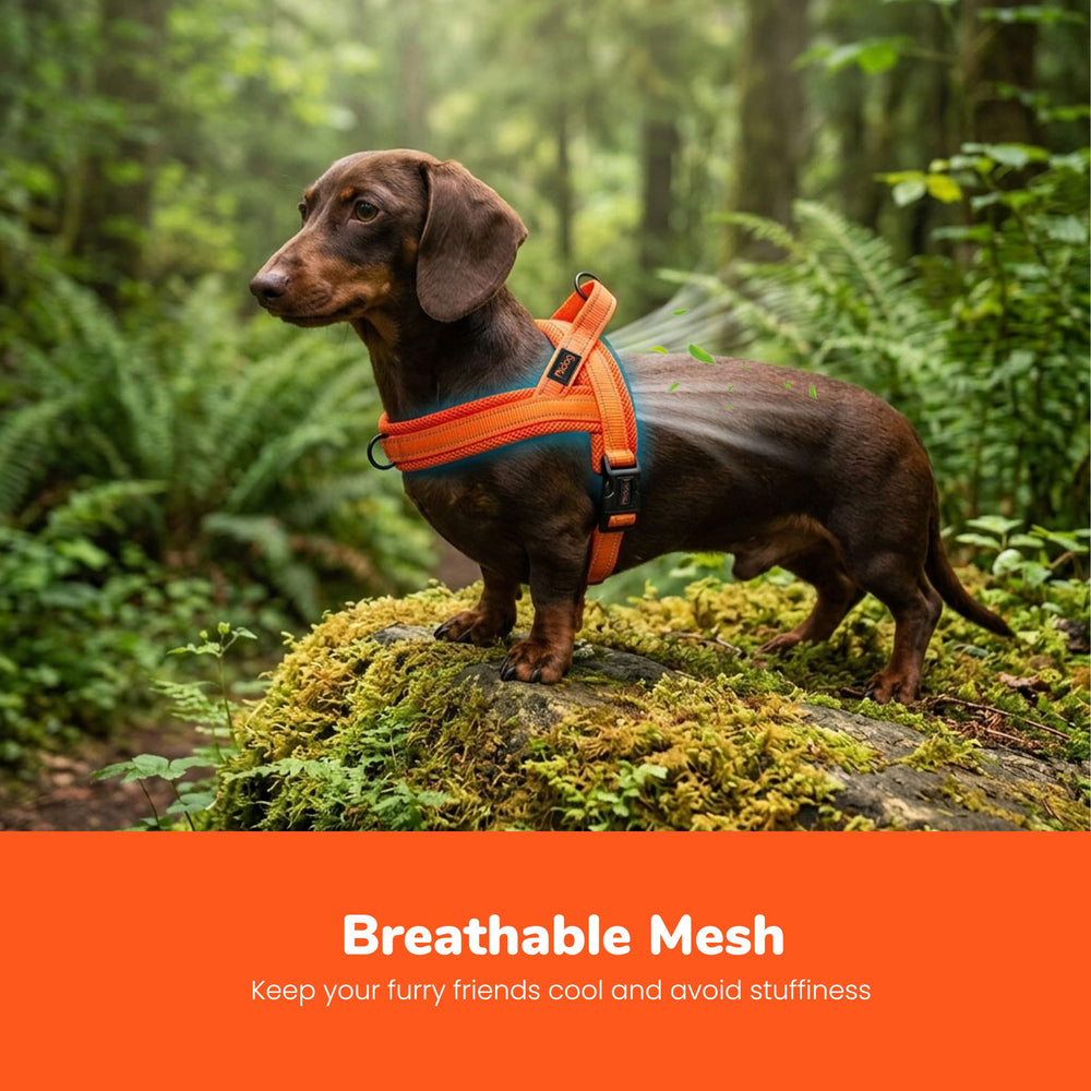 Didog small dog harness with a close view of its breathable mesh fabric.