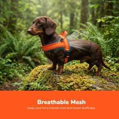 Didog small dog harness with a close view of its breathable mesh fabric.