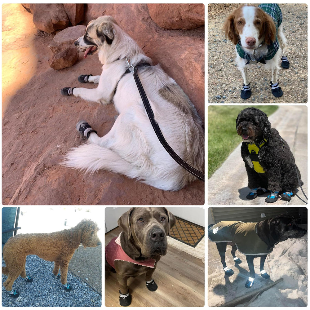 Dimicoo dog boots shown being worn during an outdoor walk.