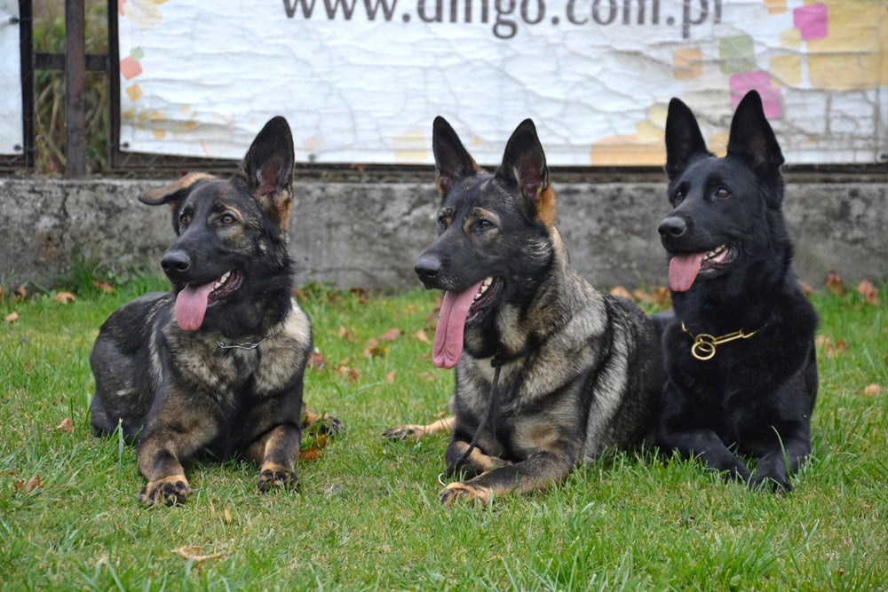 Dingo Gear dog slip collar showing the soft covers at the limiter ends.