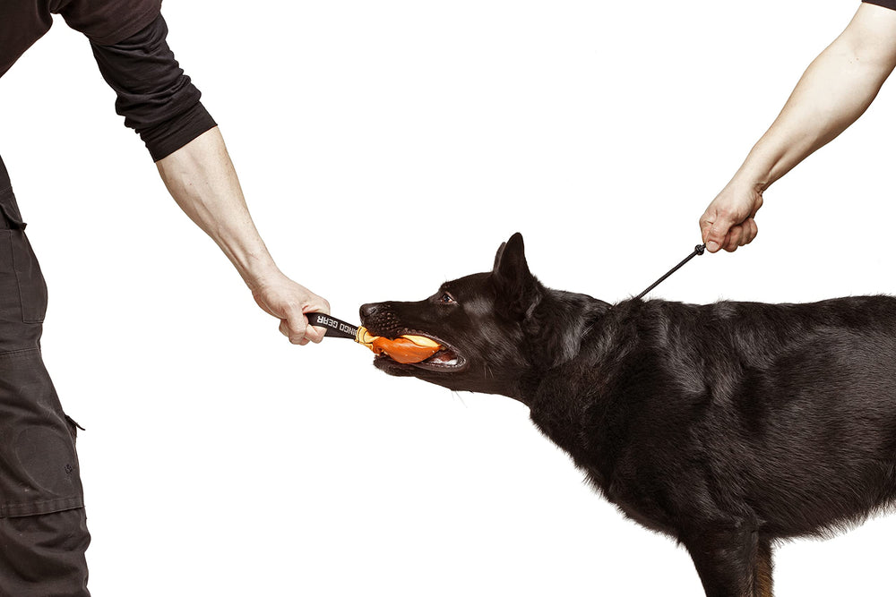 Dingo Gear dog slip collar shown fitted on a medium dog.