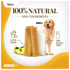 A dog enjoying a Dogsee Himalayan Yak Cheese Chew.
